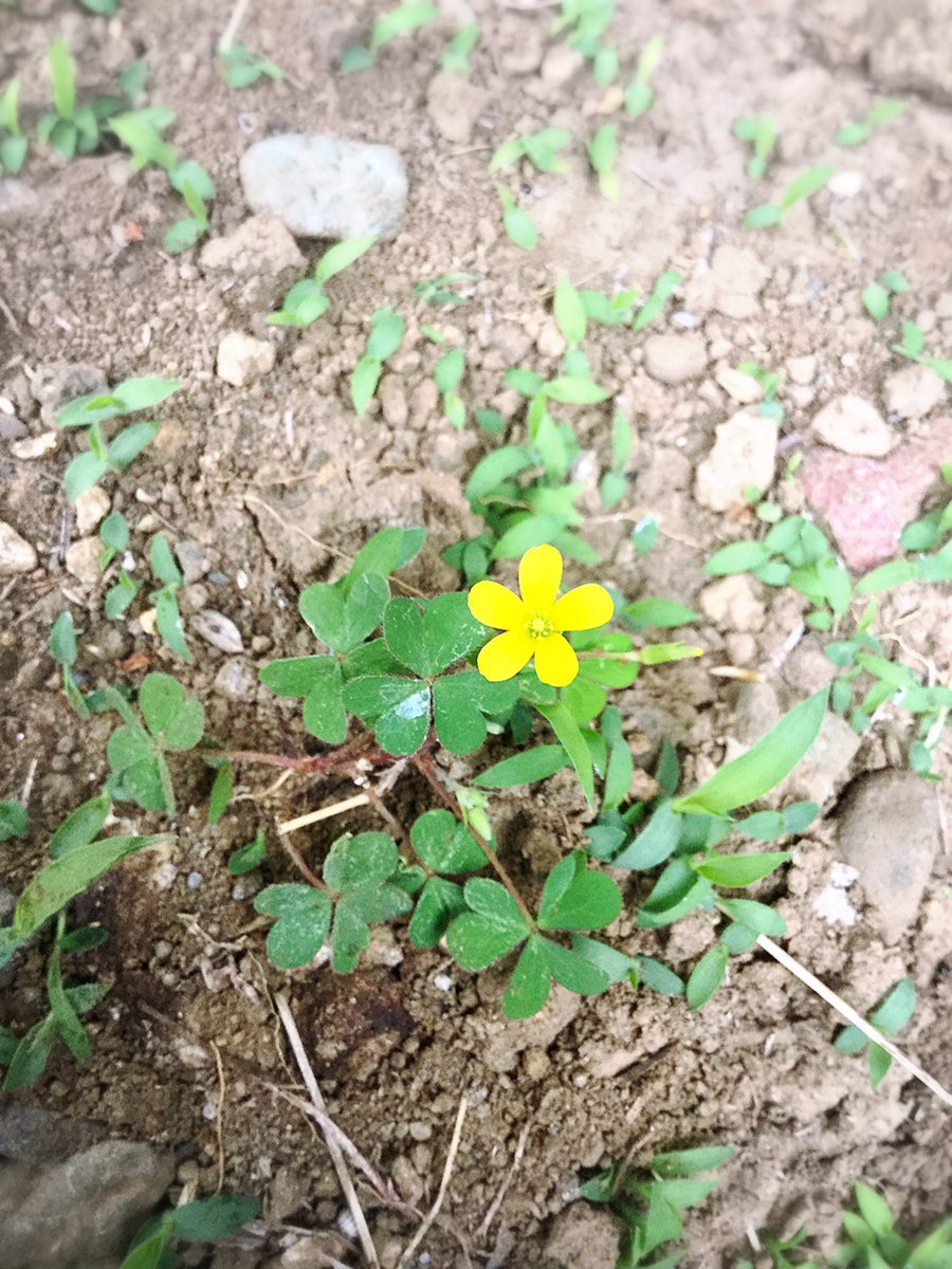 空の食卓 くうのしょくたく カタバミ 掘り起こすと 小さな花からは想像つかない立派な球根 繁殖力が強くなかなか根絶しないため 子孫繁栄を願って 家紋に使われる事が多かったようですね 畑に広がりすぎると大変です カタバミ 片喰 家紋