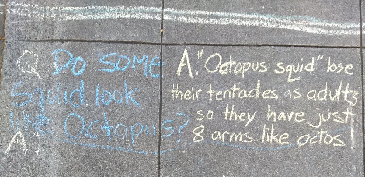"Do some squid look like octopus?" made me think of Octopoteuthis, the squid who loses its tentacles as it grows up. Can anyone think of other squid that look like octos?