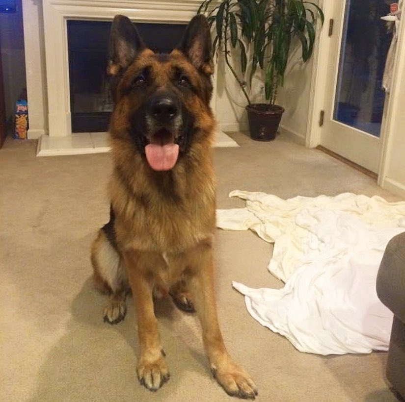 andreaa2711's tweet photo. Everyone please keep Kaydo in your prayers tonight ❤️ he’s getting surgery and really needs a little bit of love from EVERYONE right now! Sweet boy has a herniated disc compressing his spinal cord 🥺  good luck buddy I love you so much💜💜 https://t.co/RV6uvj7FvY