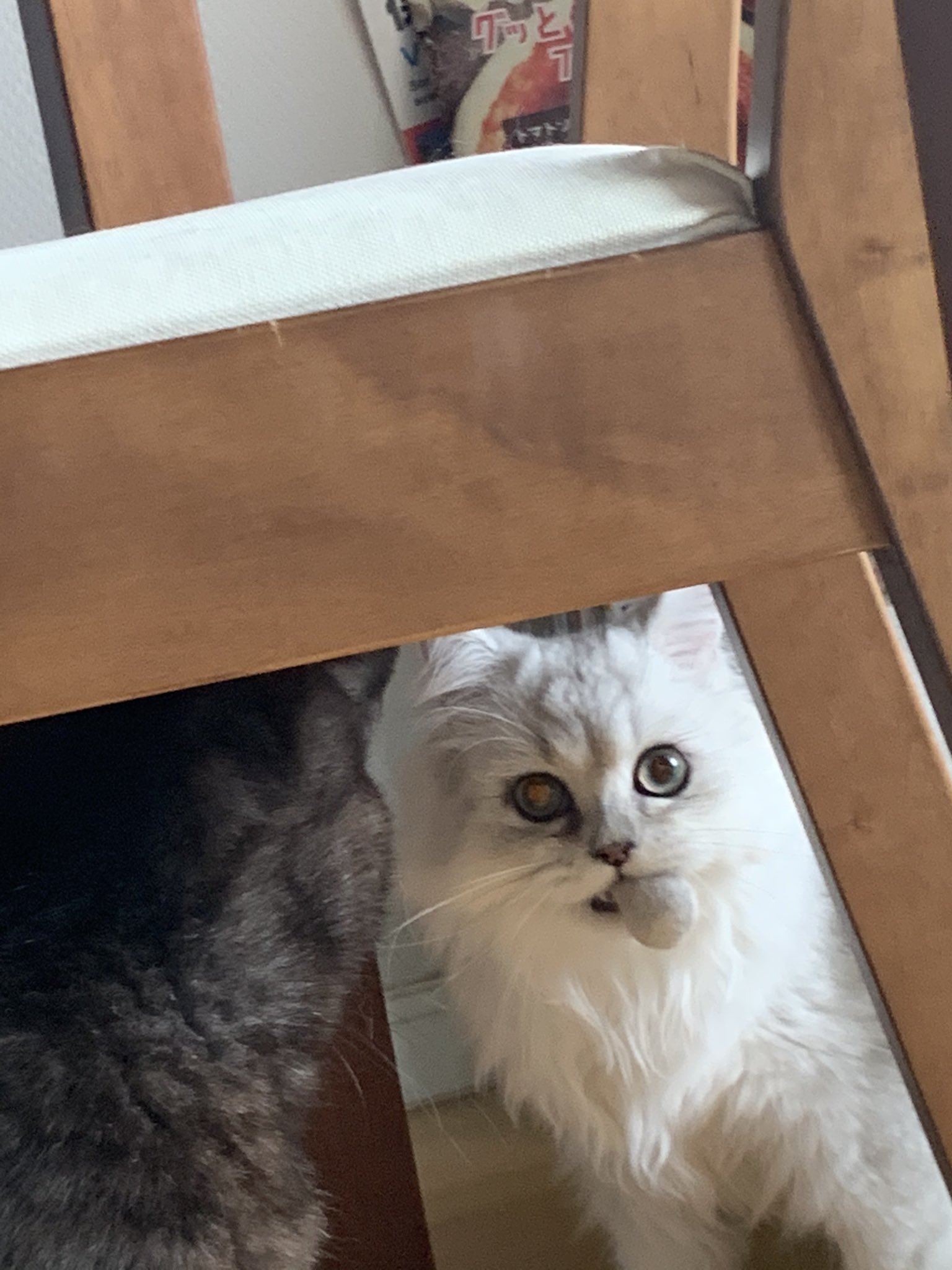 猫バリカン Twitter Search Twitter