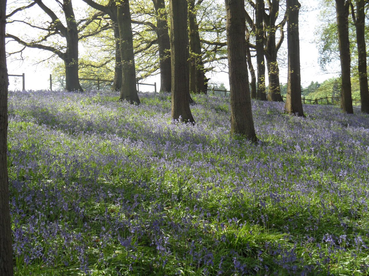 Good morning, happy Wednesday.  This is the bluebell wood at Hodnet Hall in Shropshire, taken a couple of years ago.  My mum’s ashes are strewn here (14 years yesterday).  I feel awful that I forget the date sometimes, is that bad?  #bluebells #hodnethall