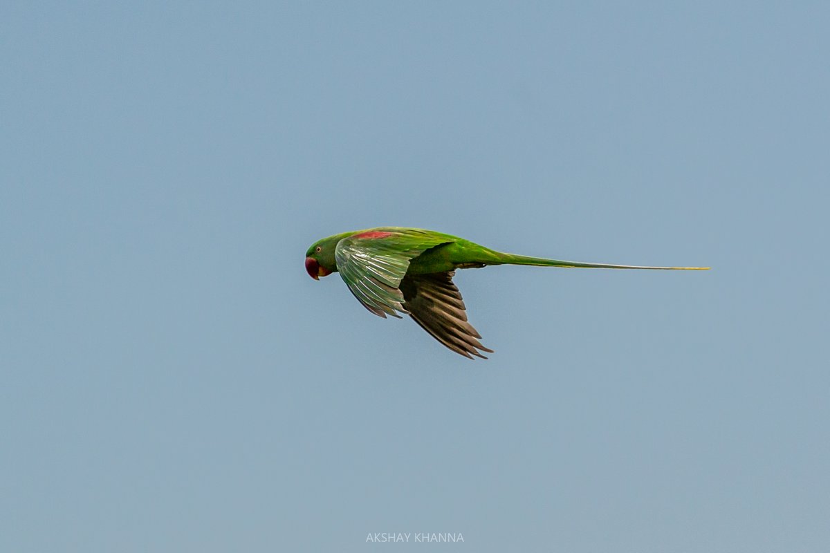 #AlexandrineParakeet or #AlexandrineParrot.

#lockdownphotography #birdsinflight #birding #birdingathome #birder #birdwatching #parrot #greenparrot #parakeet #birdphotography #wildlife #wildlifephotography #nature #NaturePhotography #delhi @Avibase @BirdWatchingMy @orientbirdclub