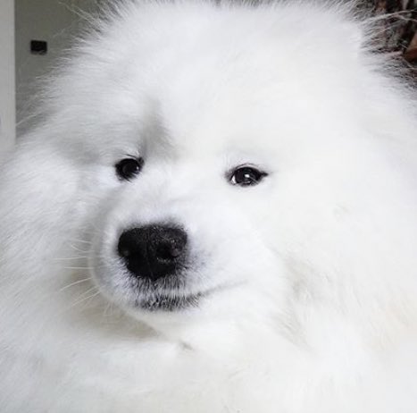 หมีตุ่น ʕ·ᴥ·ʔ˖⁺ tweet media