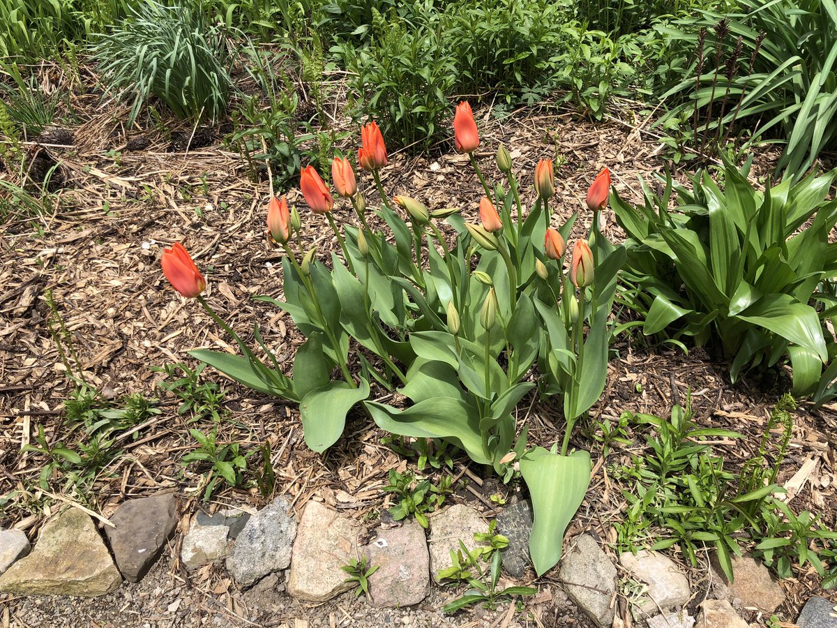LauraVanEerd's tweet photo. I planted #Liberation75 tulips π· at my Momβs. She was 5 yo in Holland. Still gardening. Thx @KLM @CdnTulipfest the opportunity to recognize May 5th. #BloomingLib75 #LestWeForget π¨π¦ π³π± https://t.co/rRna9TzbJp