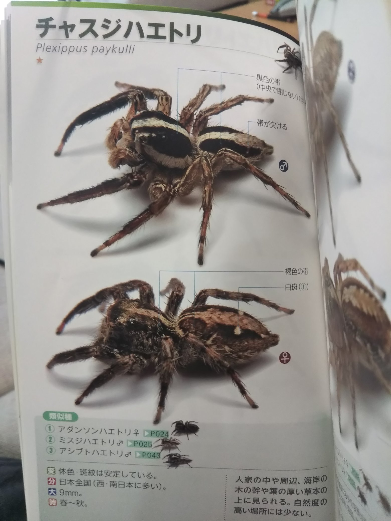 ひかる Uni Ine おおおおおお もしかしてこれはチャスジハエトリのメス 最大1センチほどになる少し大きめの種ですね ハエトリグモハンドブック より T Co Kowc8ro2dj Twitter