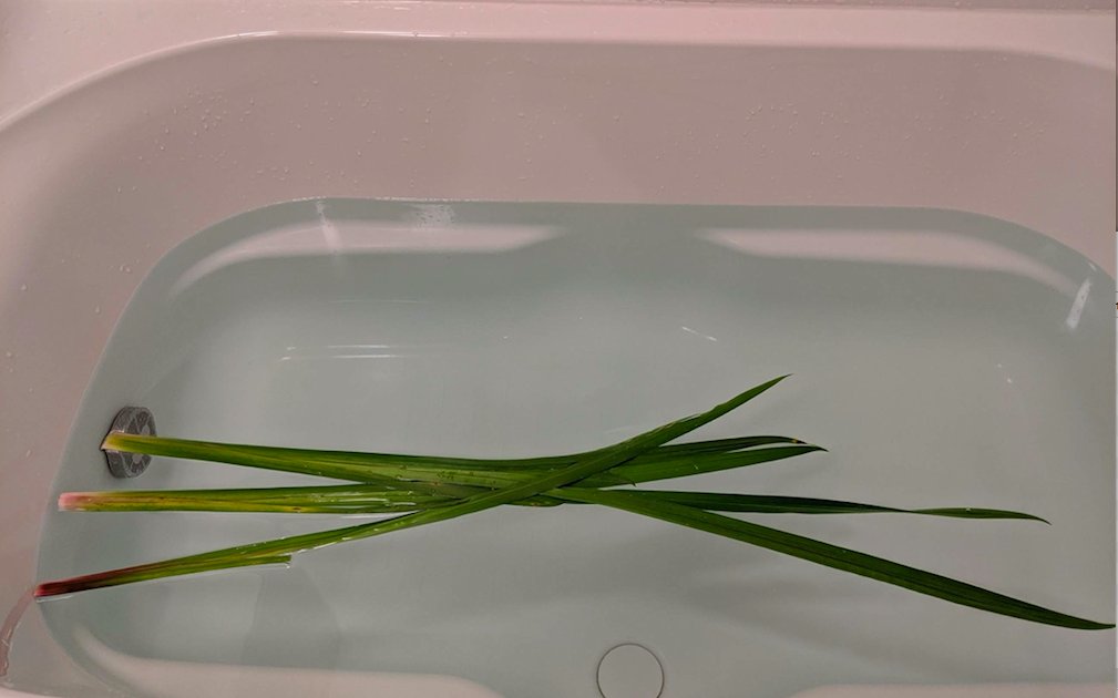 sunaf's tweet image. 端午の節句ということ菖蒲を浮かべてみました。我が家はそのままスタイルで。