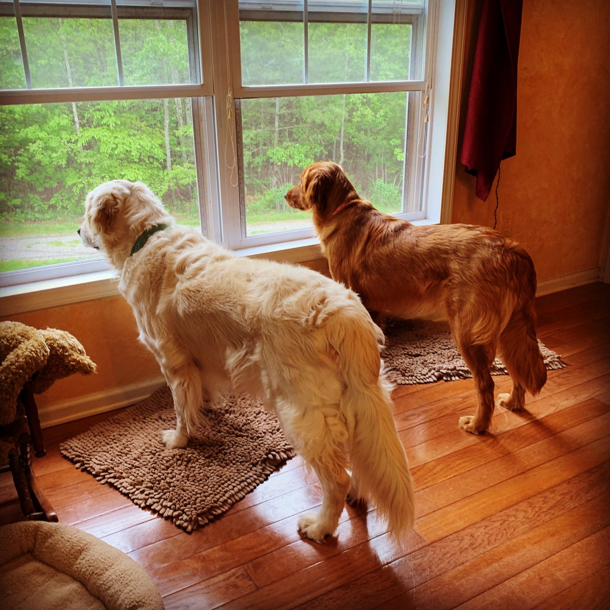 Self Isolation Day 54:

When EVERYONE in the house gets excited about a  package being delivered.

#selfisolation #youvegotmail