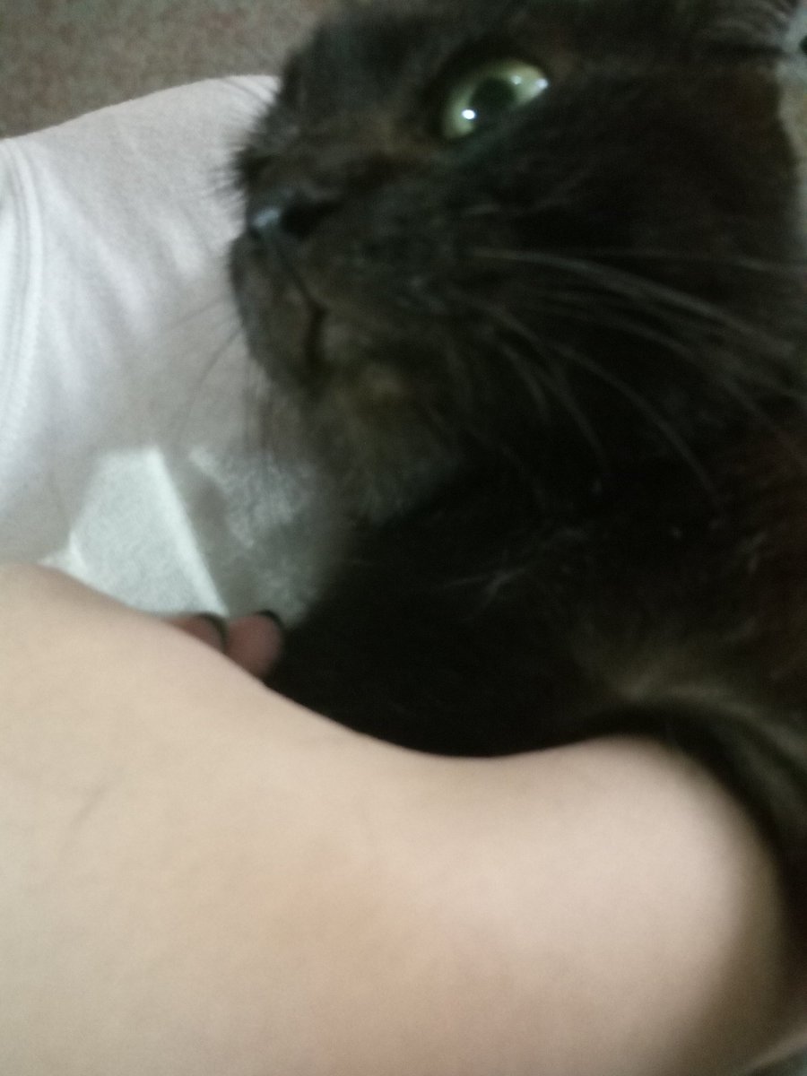slpyhdmnstr's tweet photo. hate to bathe 🙈 🐾 🐈 https://t.co/HkEiFafg0R