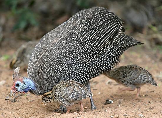 دجاج الوادي 🦃 العربي: د. الخلاء، د. الحبشي، د. غينيا، د. الفرعوني، د.  خيبر، الغِرْغِر. الانجليزي: Guineafowl العلمي: Numida meleagris 🦃موطنه  افريق - Twitter thread from اللهجة السودانية Sudanese Dialect @SUDAN000000  - Rattibha