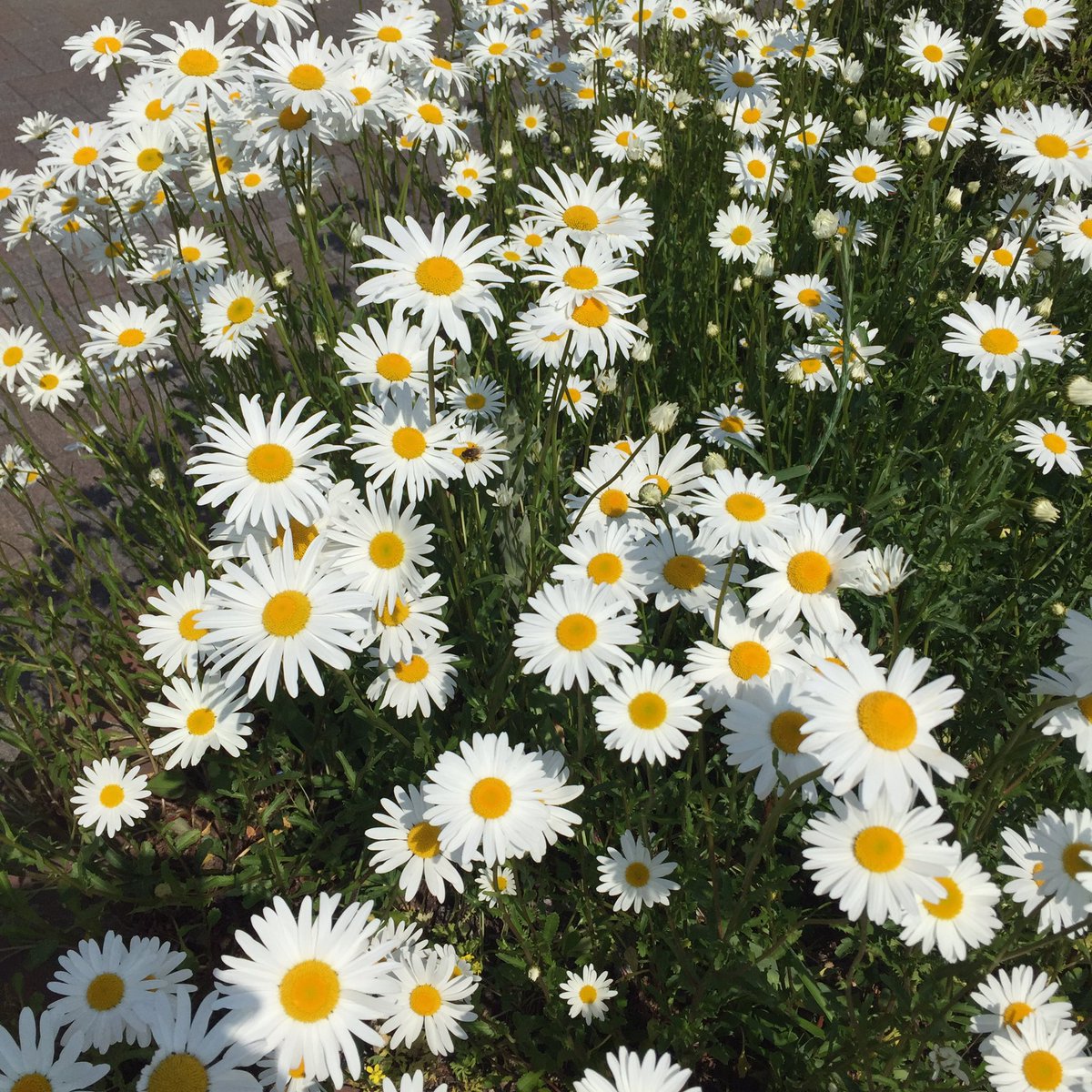 Masashi 近くの公園のマーガレット Marguerite In A Nearby Park マーガレット 花 白い花 春の花 花が好き 春 5月 晴れ 日差し Marguerite Flower Blume Fleur Flora Whiteflower Springflower Spring Weisseblume Fruhlingsblume