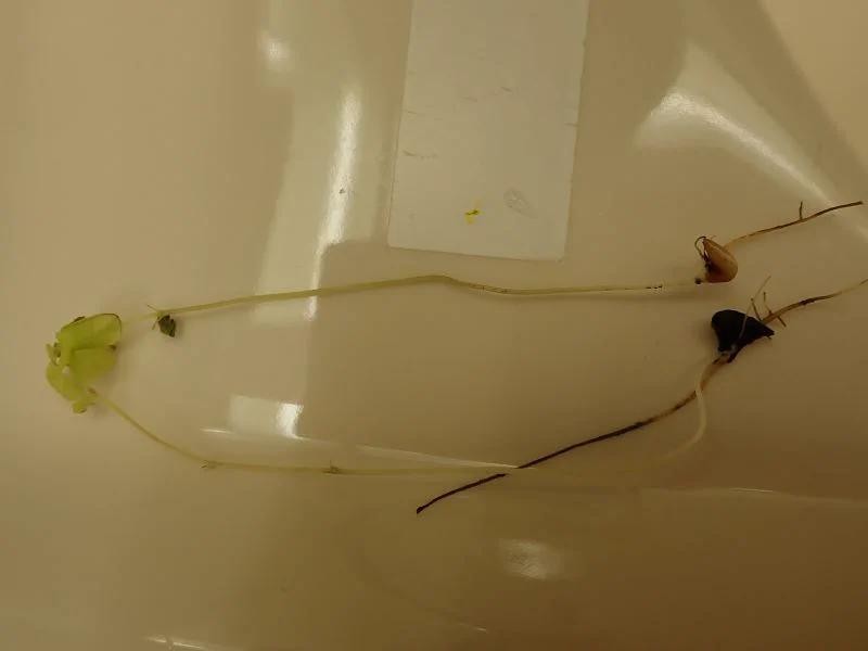 洗面台から芽が？！植物が持つ生命力の強さを感じる出来事