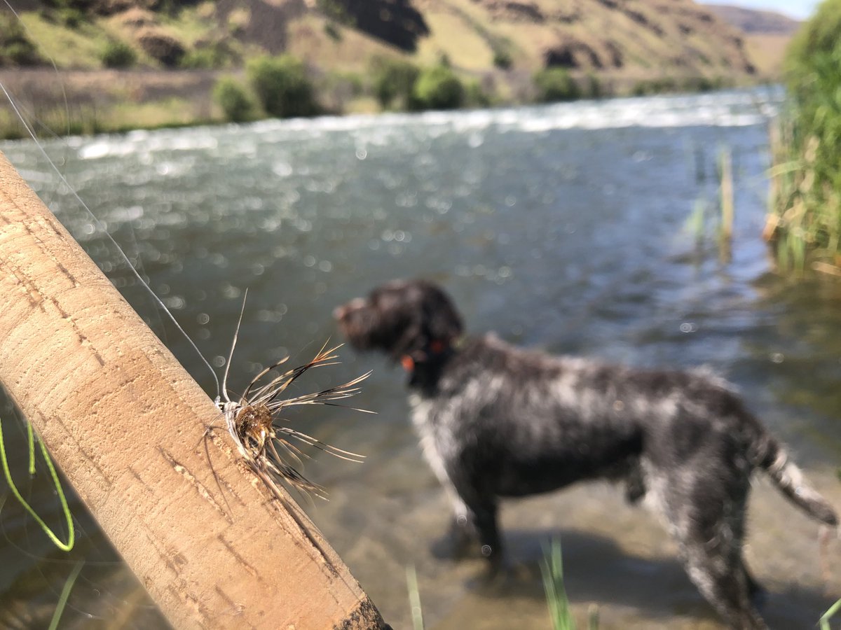 hazelrunfarmer's tweet photo. A little #Tenkara fishing this afternoon on the Deschutes River with #roosterpheasant flies #oregonbackcountry #publiclandowner https://t.co/qlGaVTZMZB