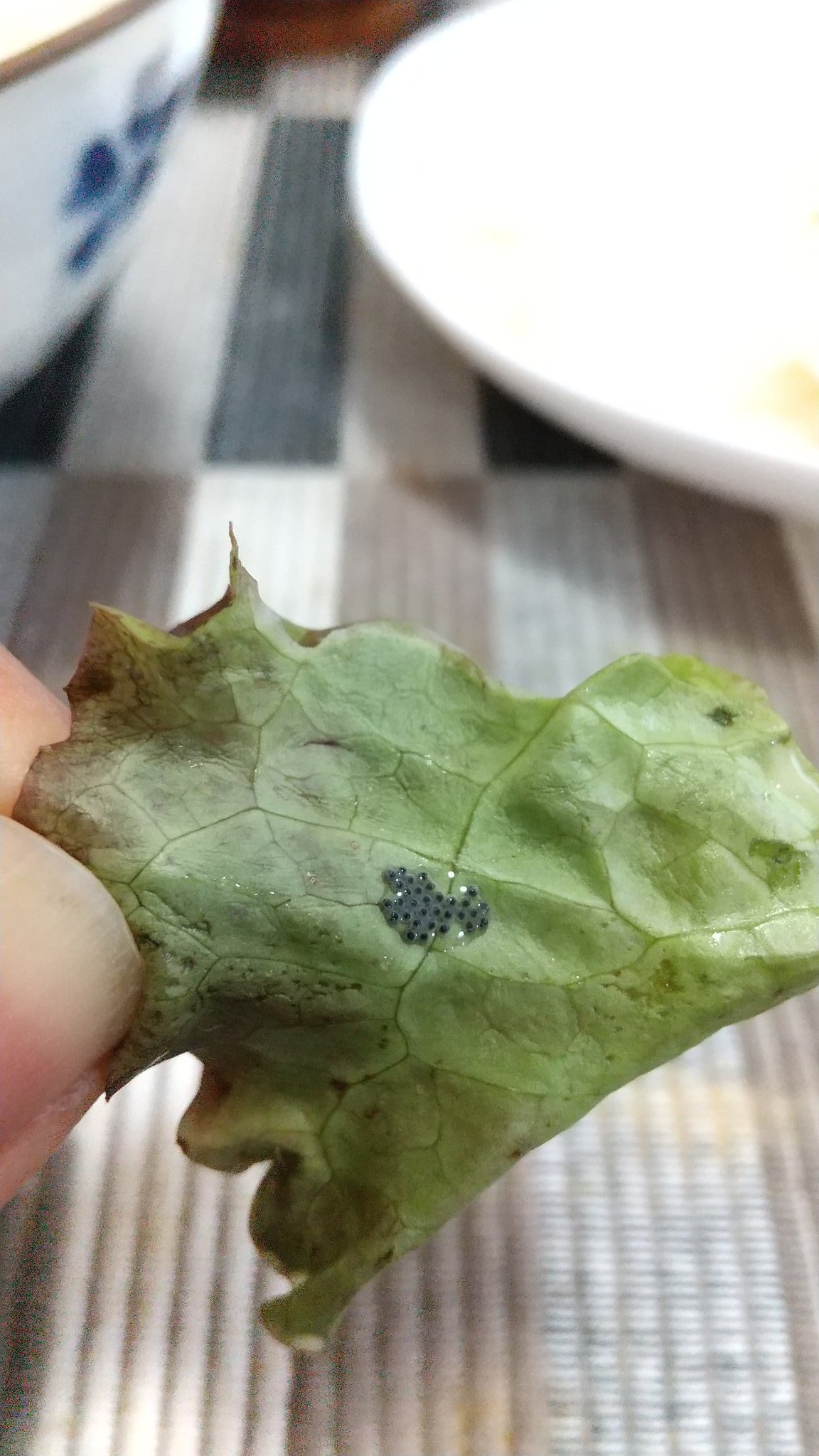 烏賊p サニーレタスに虫がいたので 良く洗ったけど 食べていたら卵発見です 卵の部分は捨てたけど 特に気にせず食べました 新鮮な証拠かな でも 気にする人は気にするんだろうなー 虫の卵 サラダ