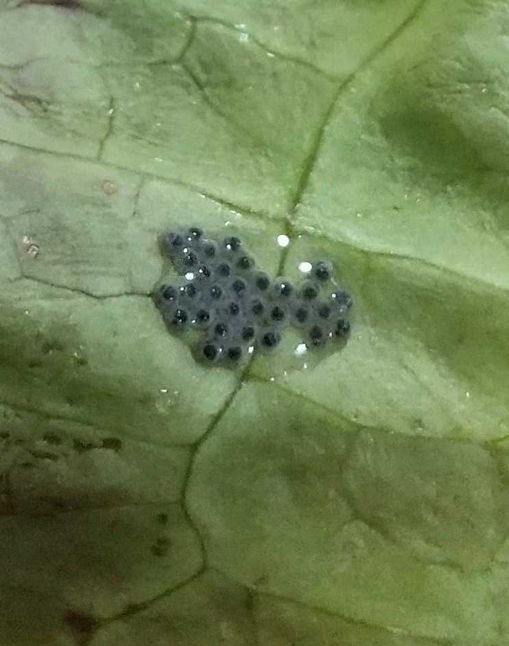 烏賊p サニーレタスに虫がいたので 良く洗ったけど 食べていたら卵発見です 卵の部分は捨てたけど 特に気にせず食べました 新鮮な証拠かな でも 気にする人は気にするんだろうなー 虫の卵 サラダ T Co Vrfuzdktny Twitter