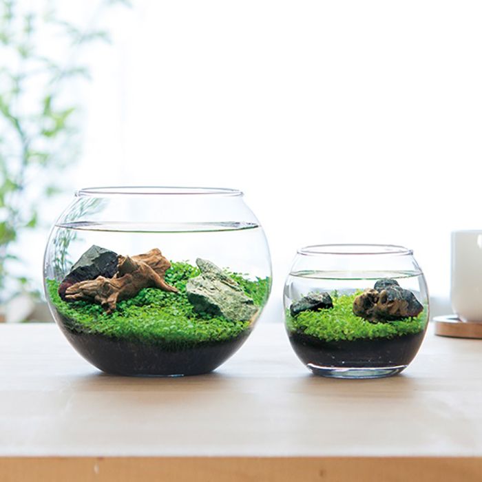 LOVEGREEN_media's tweet photo. 種から育てる水草 。発芽も比較的早く、お子様と一緒に楽しむこともできます!
#LOVEGREEN #LOVEGREENSTORE #Botapii
https://t.co/nsTMOXhq3e https://t.co/Q0c4P7WnpV