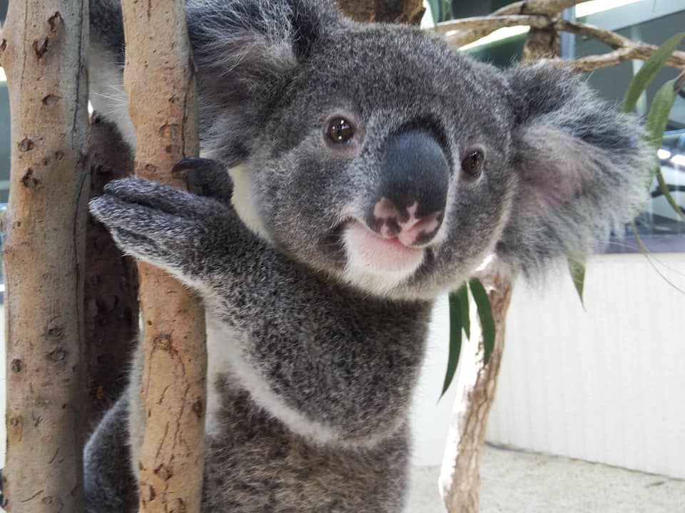 埼玉県こども動物自然公園 月曜休園 Twitter પર コアラ のこども達の今の顔 コハル ビー ふく みんな大きくなりました 並べるとそれぞれの顔の特徴の違いがわかりますね 休園中の動物園水族館 T Co N8b57lrugz