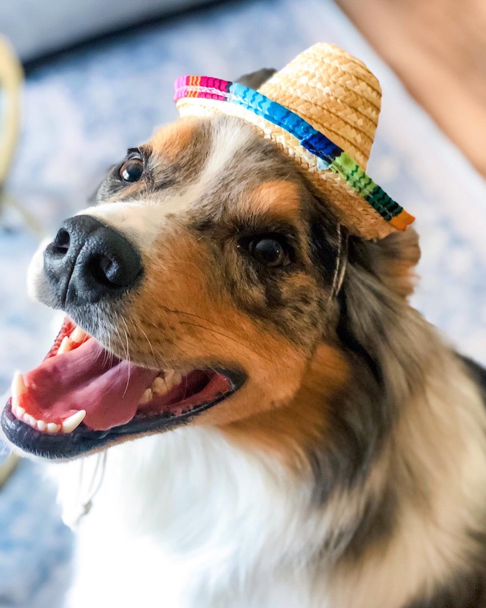 KickingCow's tweet photo. Happy #CincoDeMayo! We had so much fun preparing and delivering party boxes for our client’s virtual team-building #happyhour, complete with mini piñatas stuffed with icebreaker questions. Shoutout to our friends at Luxco for the @ExoticoTequila goodies.💀 https://t.co/mxfLvVGQoK
