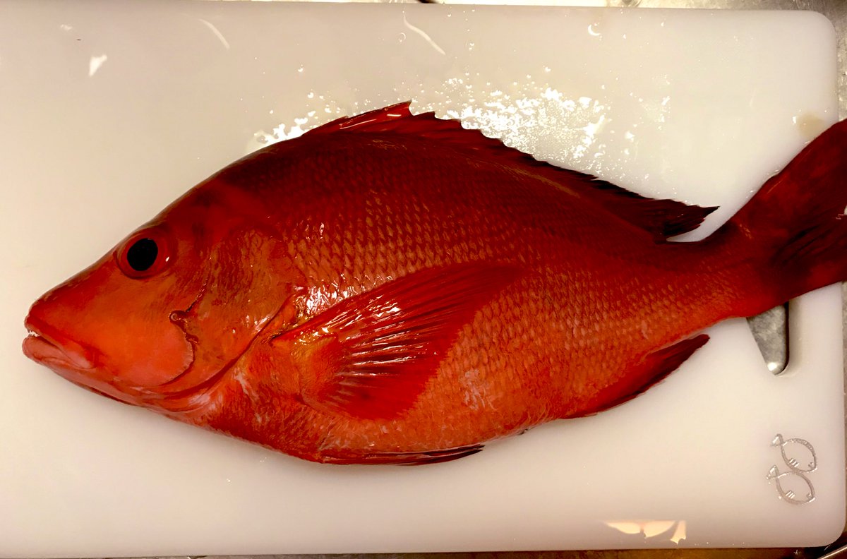 O Xrhsths 草士 週末にお魚を捌く人 Sto Twitter 今日はこいつら をツマミにします ミミジャー ヒメフエダイ シチュー マチ アオダイ ２匹合わせて約1kg 1 500円 安い 浮袋の周りにいい感じで内臓脂肪が付いておる ツイッター晩酌部 家呑み 沖縄の魚