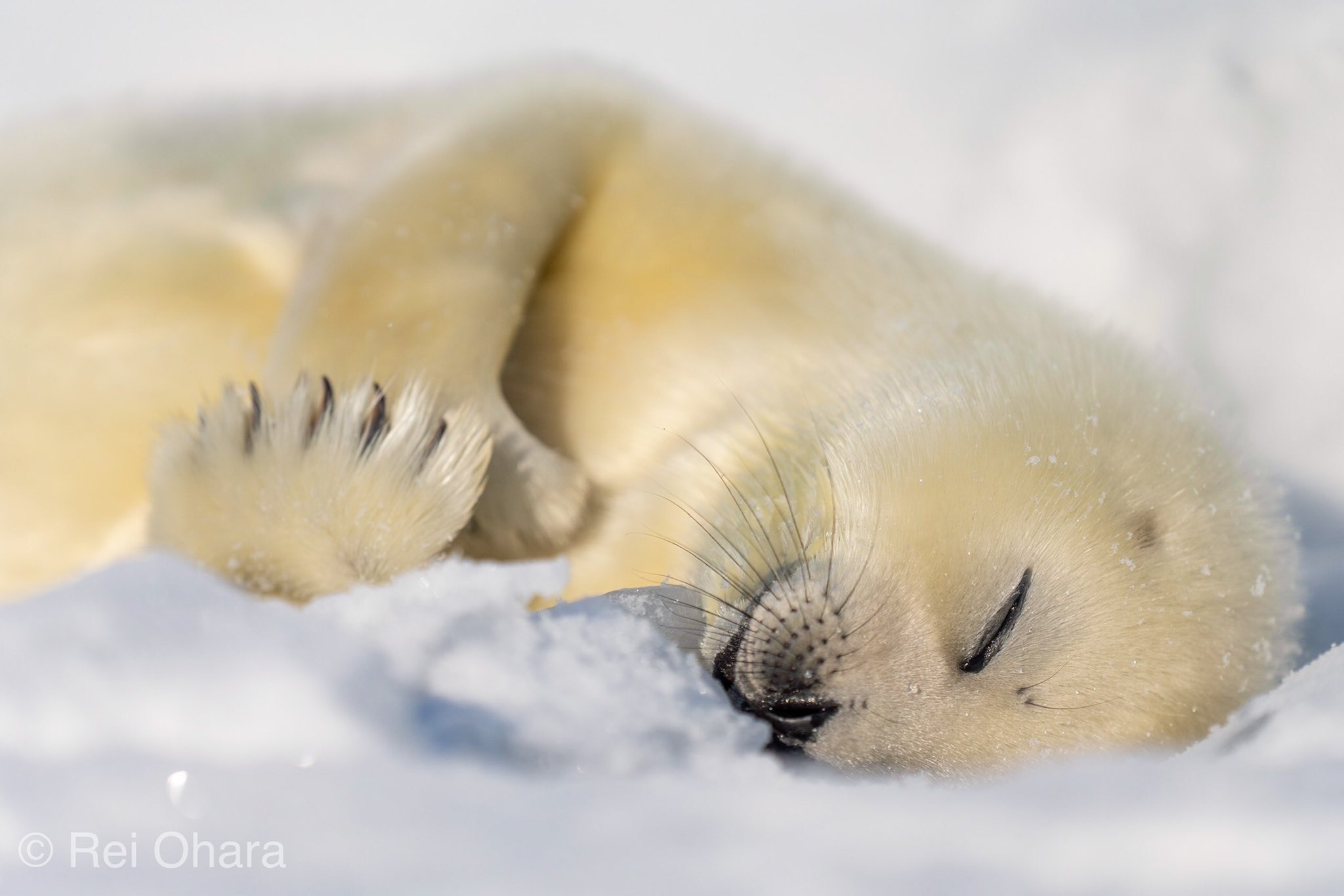 Rei Ohara 10万円を抱きしめる夢を見た 起きたら夢だった まだ届いていない アザラシの赤ちゃん かわいいのヒミツ 小原玲 講談社ピーシー より T Co Vx1b1rfnnz Twitter