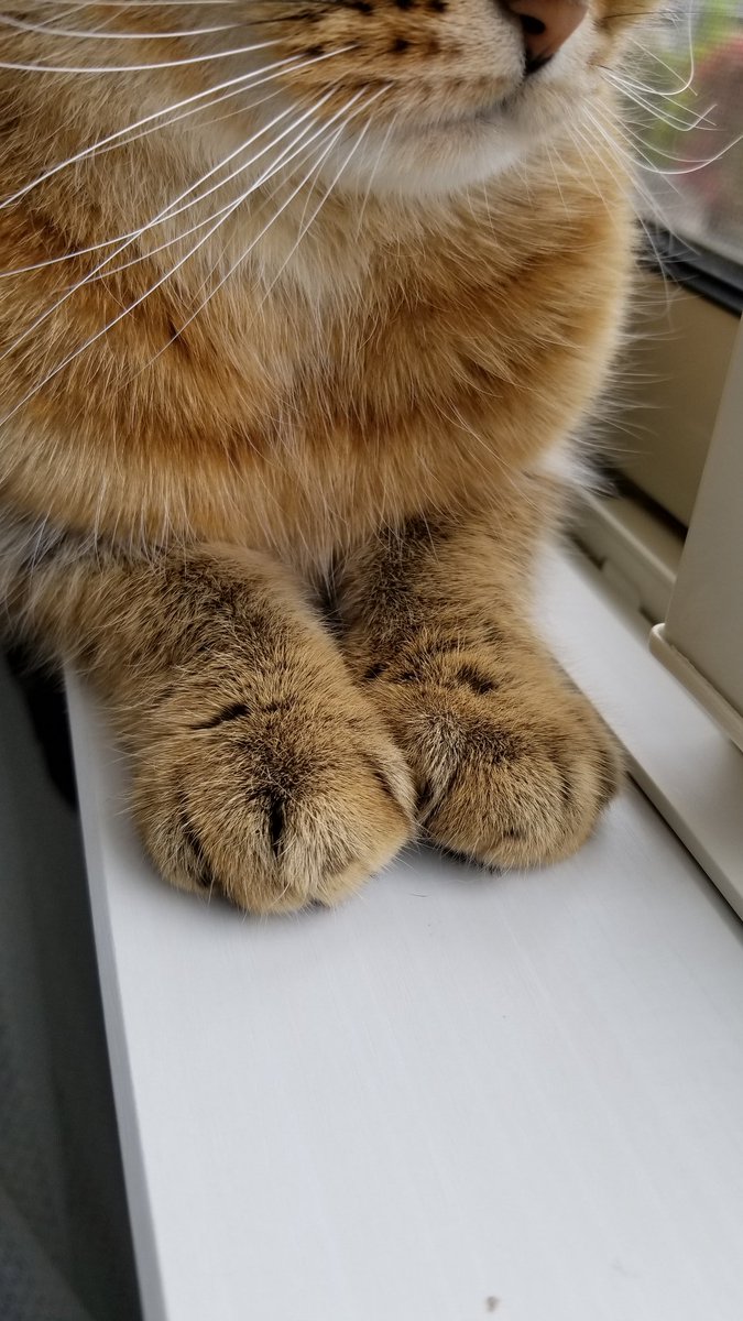 ポムさん・しまちゃんbot (@pomu_shima) / Posts / X