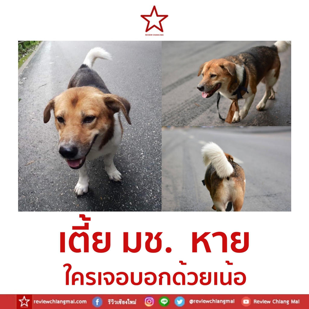 หลายคนคงจำได้ช่วงรับน้องขึ้นดอย จะเจอพี่เตี้ย หมาใน มช. มาวิ่งขึ้นดอยกับน้องๆ เสมอ ทำให้หลายคนได้รู้จักกับพี่เตี้ย ตอนนี้พี่เตี้ยหาย ยังหาไม่เจอเลย ใครเจอพี่เตี้ยติดต่อที่เพจ เตี้ย มช. หน่อยน้า <a href="/tiadogcmu/">เตี้ย มช.</a>

#รีวิวเชียงใหม่ #เตี้ยมช.
#reviewchiangmai