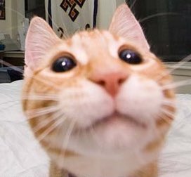 namkooks's tweet photo. im sorry i couldnt help it 😭 https://t.co/48K9HCywDD