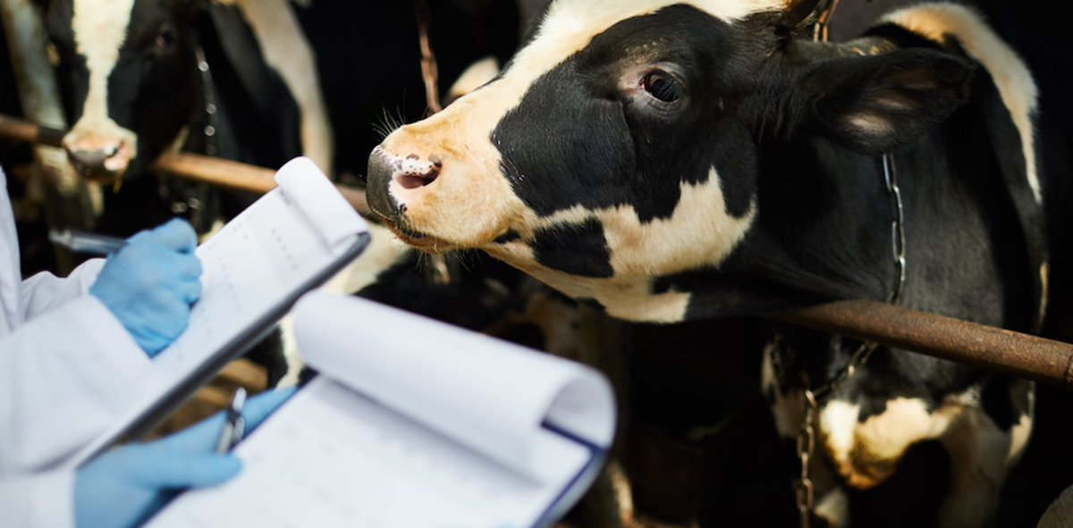 Lutte contre le #coronavirus : mais où sont passés les #vétérinaires ? buff.ly/35AfCBP #SARSCoV2 #COVID19