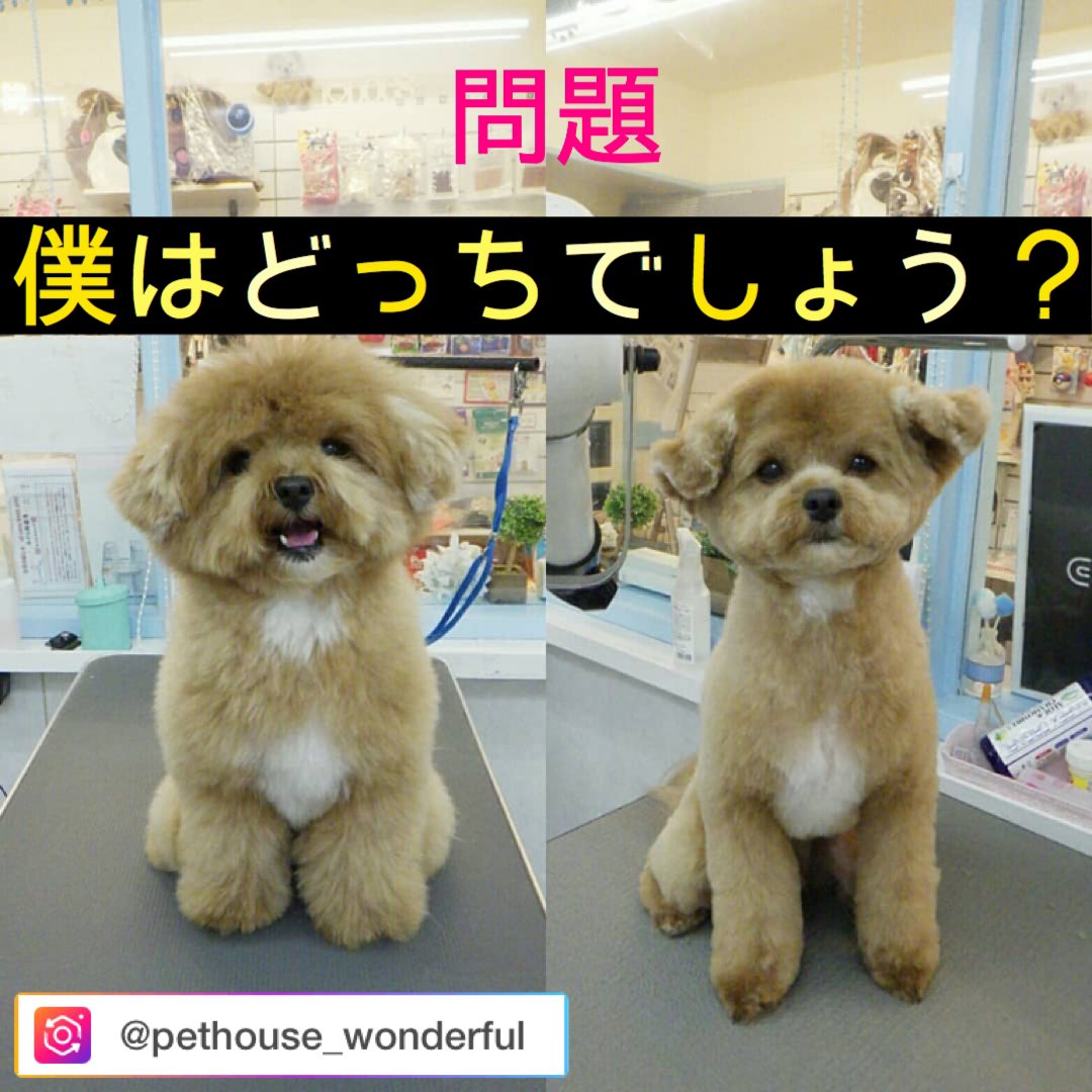 ポメプー ささみ Youtube更新中 Pomepu Sasami Twitter