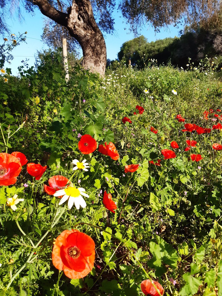 AlisonAndalucia's tweet photo. Itโs so good to be able to go out for a walk now that #lockdownspain is easing slightly. Having to stay within a kilometre of home means Iโm discovering lots of hidden gems too like this field of poppies #morningbeautiful https://t.co/oeDsDgLdMl