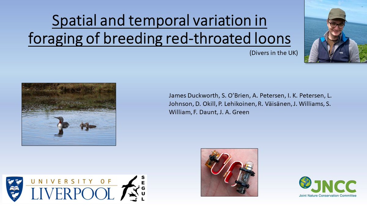 Jamduck1's tweet photo. 1/4 #WSTC6 #Forsesh2
Red-throated #loons (RTLs or #divers) are a species of much interest due to their negative interactions with #renewables. We looked at RTL #foraging across 3 sites in the breeding season, using saltwater immersion #loggers and time-depth reorders #TDRs. https://t.co/sCj4deDW3W