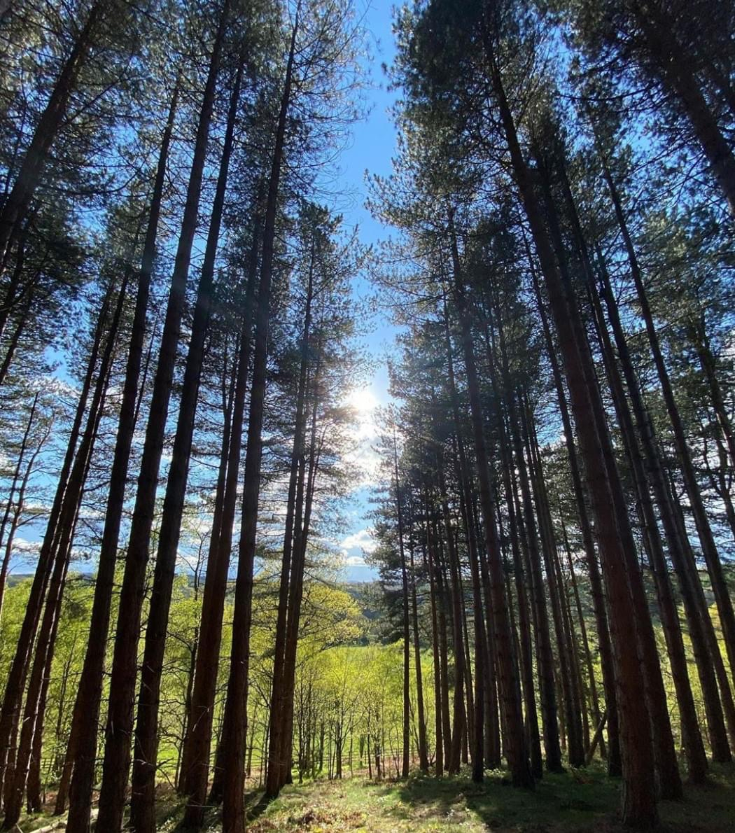 Hotel_52's tweet photo. It's important to see the light through the trees. ☀️

Who has been exploring our beautiful countryside on their daily walks? 😍

📸: @carl.r1988 https://t.co/c3D9tEqxVx