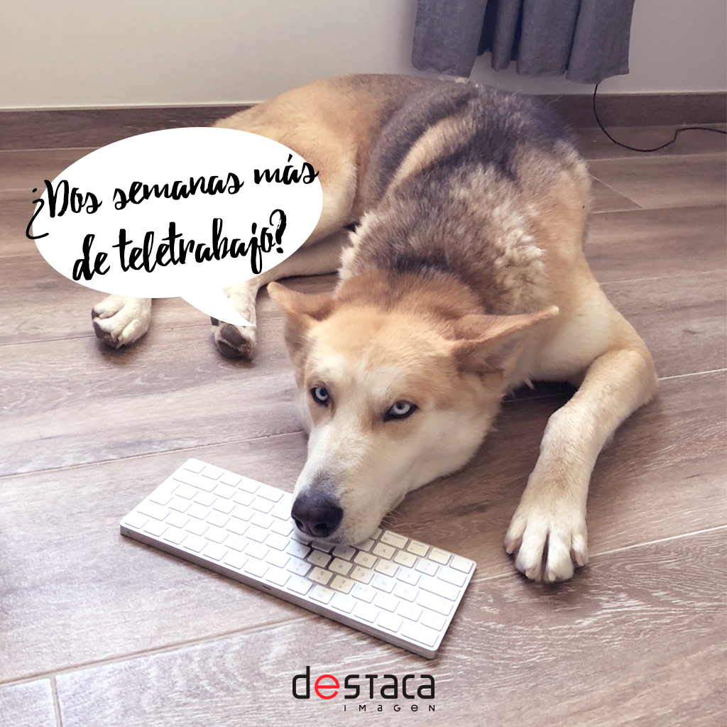 destacaimagen's tweet photo. Él es KAY y lo adoramos ♥️ . Aunque echamos de menos la oficina tenemos la suerte de poder seguir trabajado desde casa y sacar nuestro lado más #petfriendly 🐶

#husky #developer #covid19 #teletrabajo https://t.co/oWhhHSMdj6
