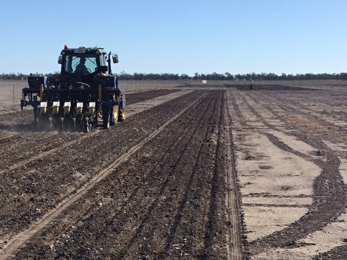 Wheat planted in Mungindi farming systems trial. Best start since the first year of the trial way back in 2015.
Chickpeas in a couple weeks.