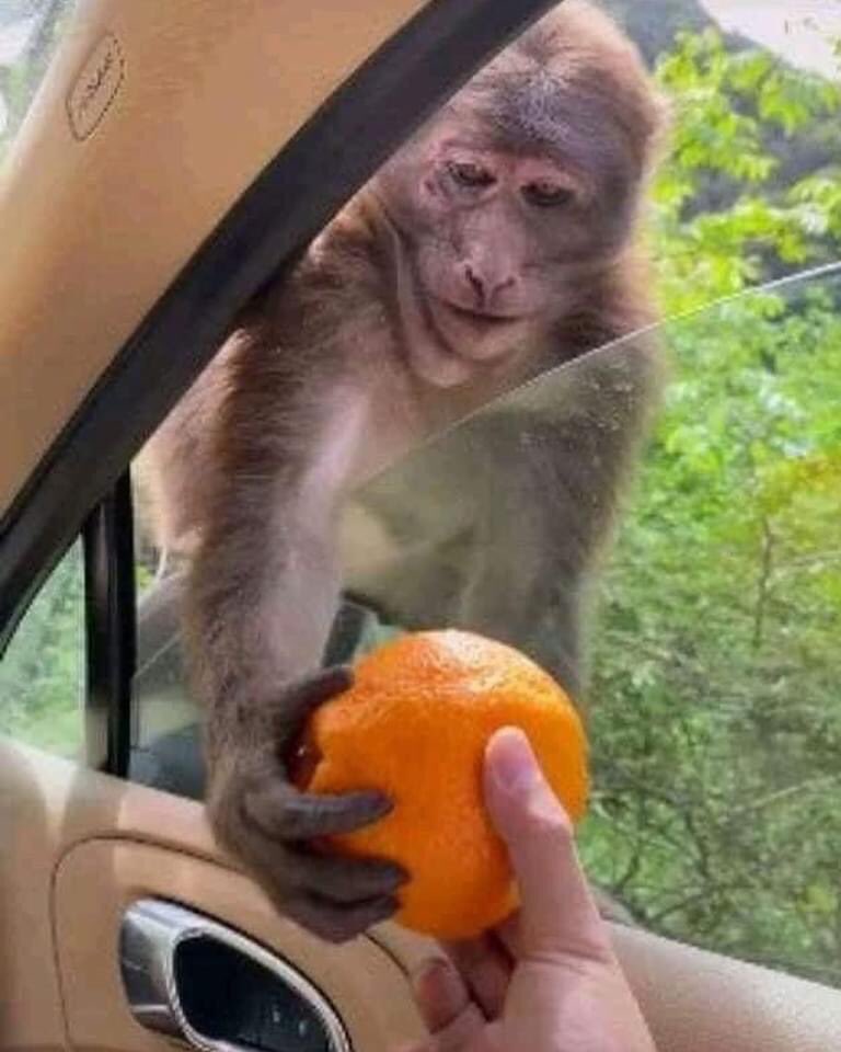 Islamabadies's tweet photo. #MargallaHills #Smile 🐒 🍊 https://t.co/tF3mDAq2uB