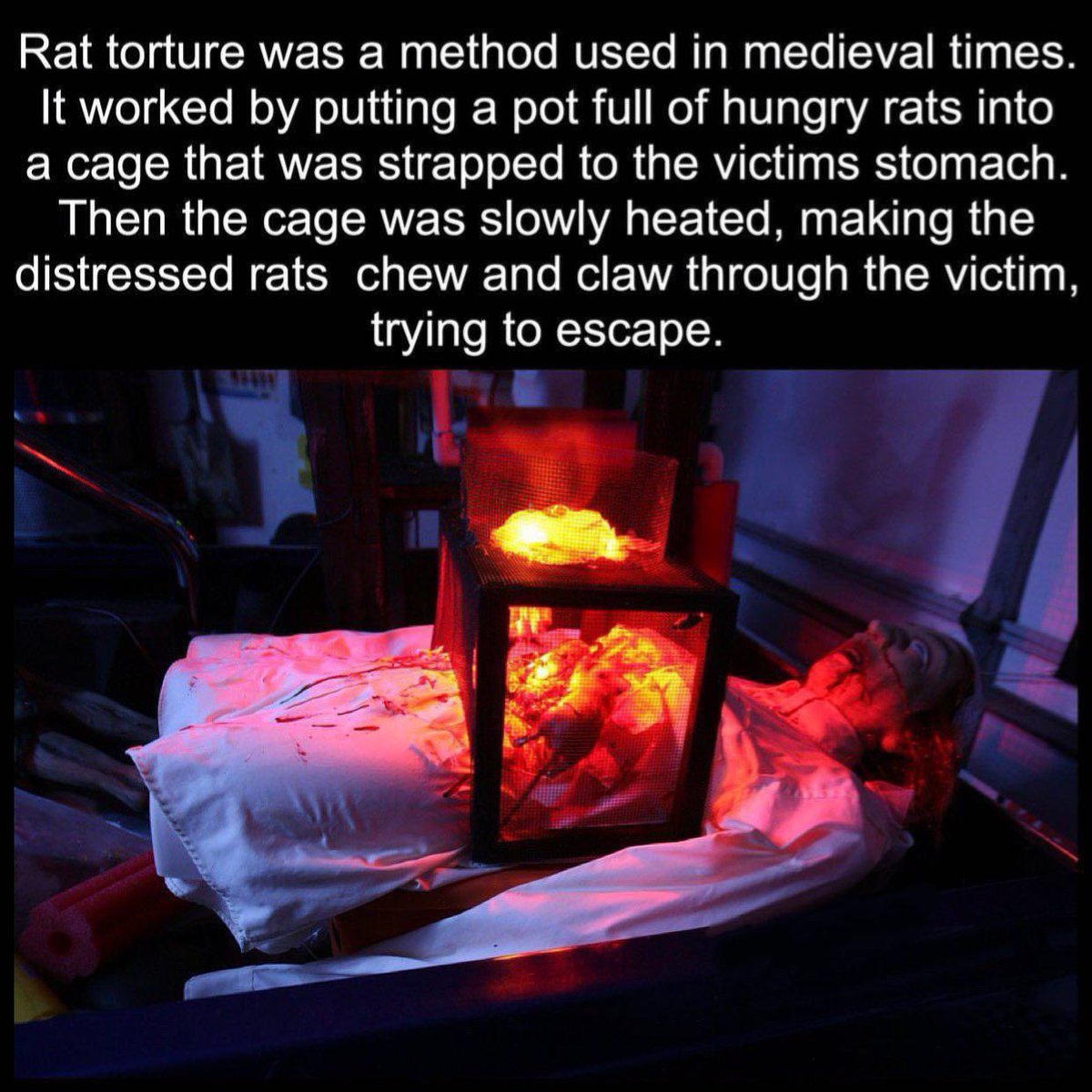 rat torture...