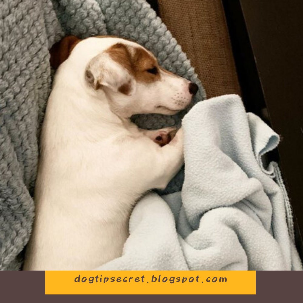 Dog Tips Secret- How to Stop Submissive or Excitement Peeing in Dogs 
#dogtraining #doglovers 
dogtipsecret.blogspot.com/2020/04/dog-ti…