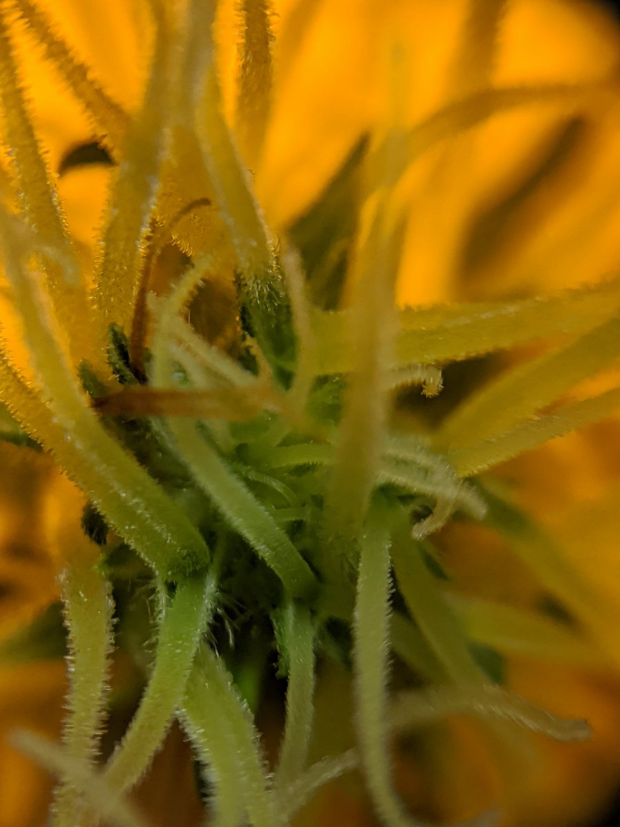 Ec81337973's tweet image. Playing with my new #higrade zoom lenz. 
#acapulcogold #whitecookies #8ballkush #indoorgrow #indoorweed #ecshowtime #echomegrown #thc