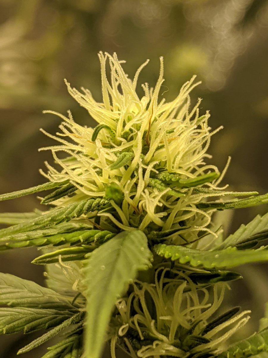 Ec81337973's tweet image. Playing with my new #higrade zoom lenz. 
#acapulcogold #whitecookies #8ballkush #indoorgrow #indoorweed #ecshowtime #echomegrown #thc