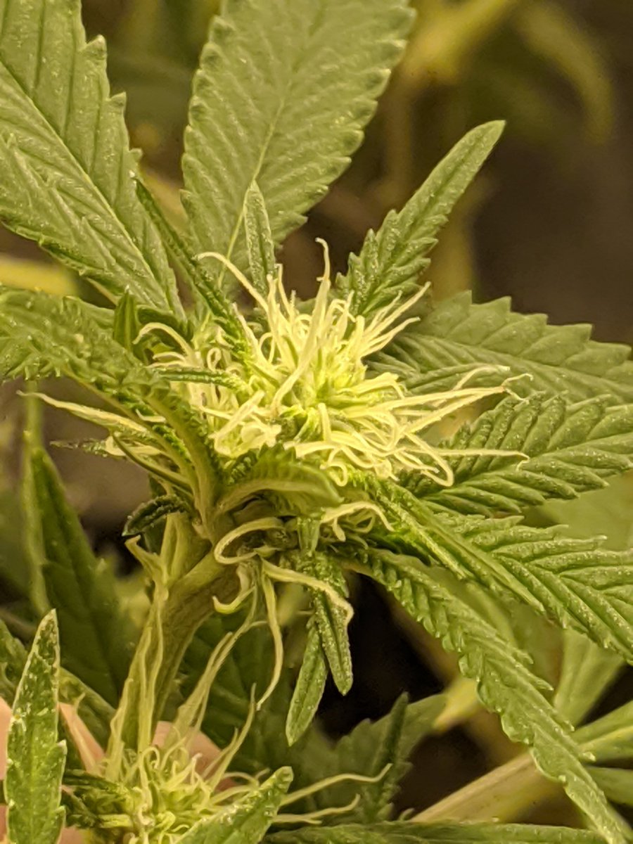 Ec81337973's tweet image. Playing with my new #higrade zoom lenz. 
#acapulcogold #whitecookies #8ballkush #indoorgrow #indoorweed #ecshowtime #echomegrown #thc