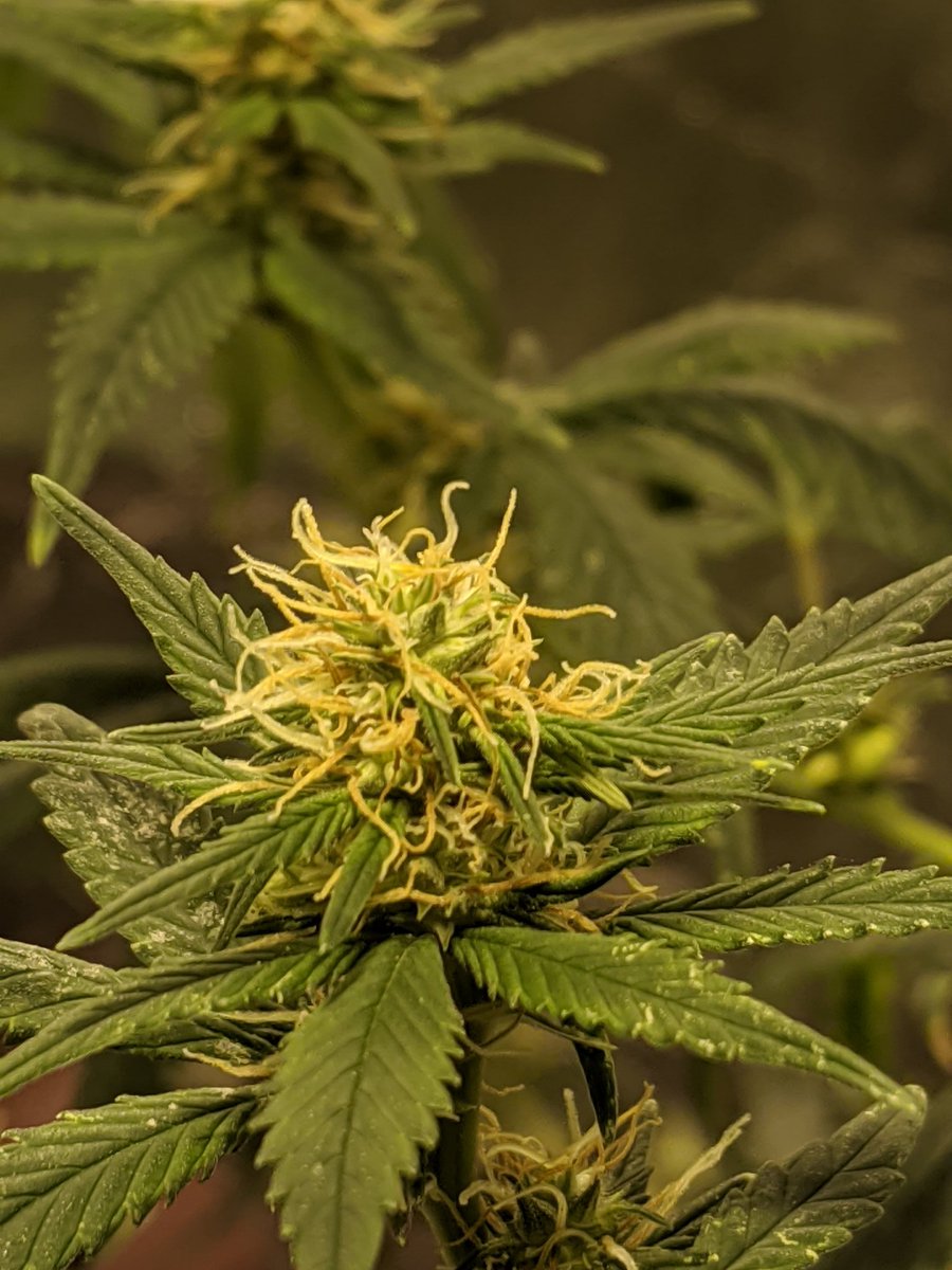 echomegrown's tweet image. Playing with my new #higrade zoom lenz. 
#acapulcogold #whitecookies #8ballkush #indoorgrow #indoorweed #ecshowtime #echomegrown #thc