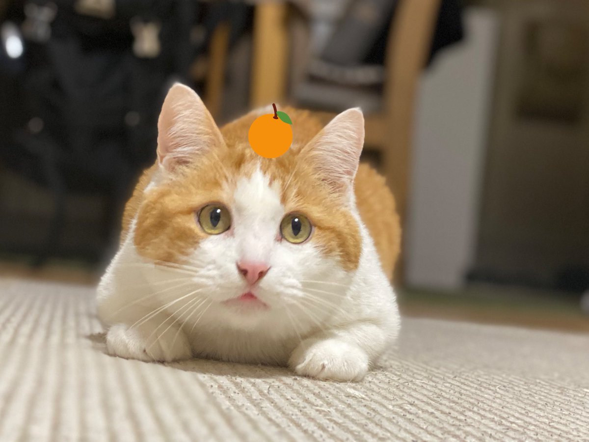 _unagichan's tweet photo. おひさしぶり、うなちゃんです🐟

きょうはうなの4回目の
うちの子記念日でした🍊

そして6さいのお誕生日、
おめでとう♡👏

#うなぎ #うな #うなちゃん #unagi
#猫好きさんと繋がりたい #猫 #cat
#猫部 #猫モフー #猫写真 #猫画像
#もふもふ #ハチワレ #茶白 #ねこ
#ねこのきもち部 #うちの子記念日 https://t.co/HCw0vZChPf
