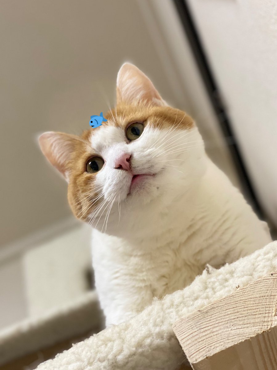 _unagichan's tweet photo. おひさしぶり、うなちゃんです🐟

きょうはうなの4回目の
うちの子記念日でした🍊

そして6さいのお誕生日、
おめでとう♡👏

#うなぎ #うな #うなちゃん #unagi
#猫好きさんと繋がりたい #猫 #cat
#猫部 #猫モフー #猫写真 #猫画像
#もふもふ #ハチワレ #茶白 #ねこ
#ねこのきもち部 #うちの子記念日 https://t.co/HCw0vZChPf