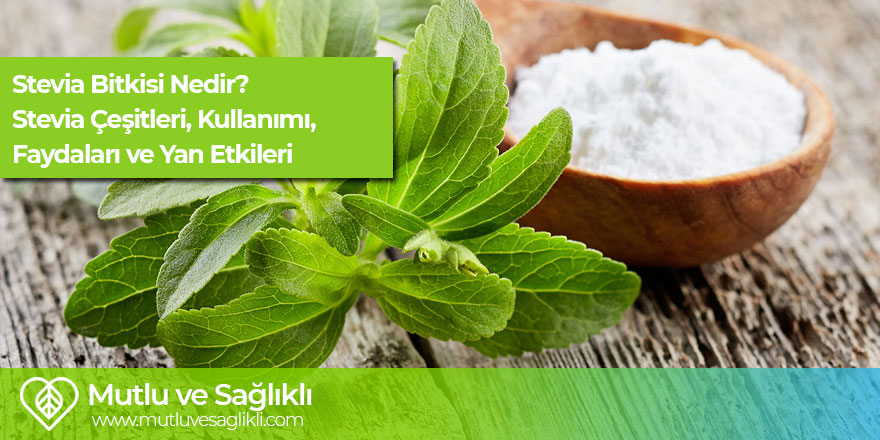 Stevia Bitkisi Nedir? Stevia Çeşitleri, Kullanımı, Faydaları ve Yan Etkileri mutluvesaglikli.com/stevia-bitkisi… #stevia #şekerotu #stevia #kanser #diyabet #zayıflama #diyet #kolesterol #tansiyon #beslenme #sağlık #sağlıklıbeslenme #sağlıklıyaşam