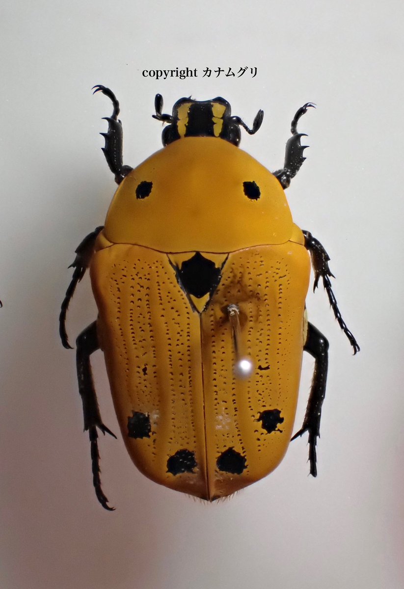 モンキマラガシーハナムグリ 𝐸𝑢𝑐ℎ𝑟𝑜𝑒𝑎 𝑎𝑢𝑟𝑖𝑝𝑖𝑚𝑒𝑛𝑡𝑎