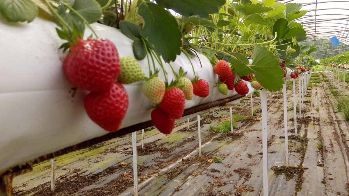 terras_miranda's tweet photo. ¡As #fresas 🍓 están de temporada!

Orixe: Monforte de Lemos
Cultivo: Agricultura hidropónica

As raíces atópanse suspendidas nunha solución de auga osixenada combinada cos nutrintes específicos que necesita cada cultivo🌿 

¡Sabor inmellorable! 😊

#agriculturahidroponica https://t.co/Lzl6K36udJ