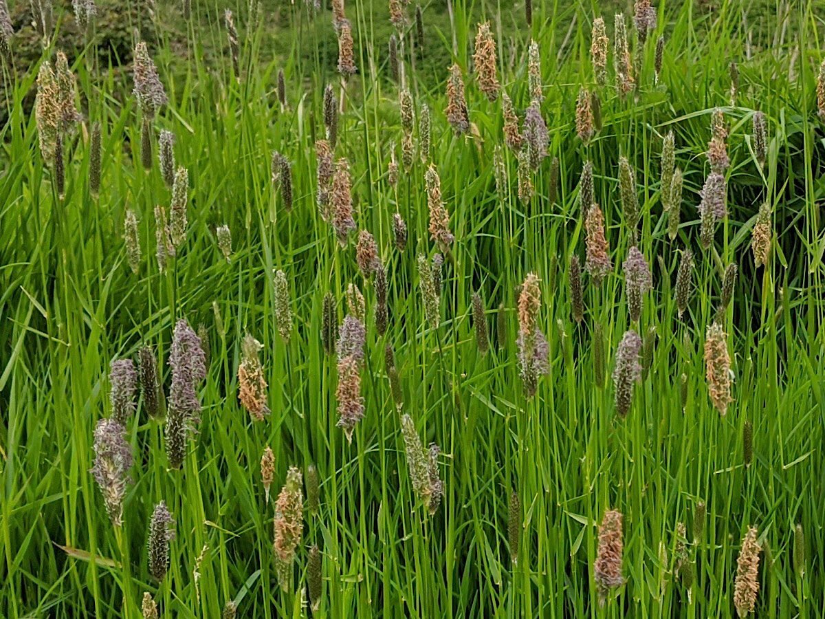 SevernWatch's tweet photo. Just grass! Is this Timothy? Grasses are flowers too. #JustGrass #WildFlowers https://t.co/hpEV4EcMp6