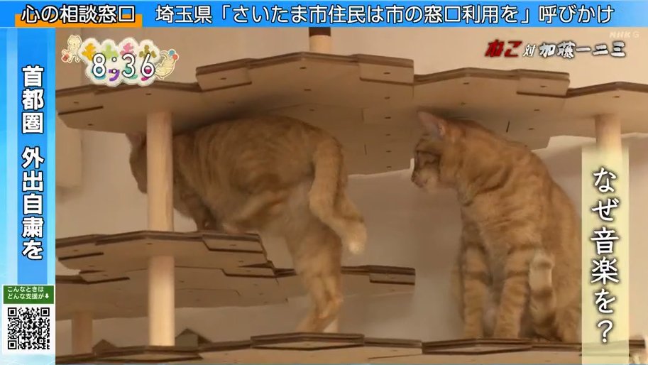 CatSilvervine's tweet photo. NHK「もふもふモフモフ」のねこ対加藤一二三のコーナーに映り込んでいるのは、実は #にゃんこタワー ですにゃ。

#もふもふモフモフ #もふもふ動画 #モフモフもふもふ #ねこ #猫 #ネコ #キャットタワー #アルハー波 #にゃんこ #茶トラ https://t.co/wiEeBS09wL