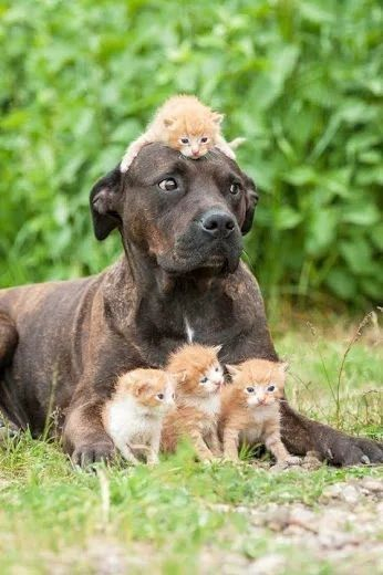 CatVideoGram's tweet photo. #catvideogram #funnycats #cutecats #cats #catsofinstagram #catsofworld  #catslover #catselfie #catsoftheday #catsrule #catsfollowers  #catsanddogs #catsdaily #catsworld #catsloversworld #catslove  #kitty #kittycat #kittylove #kittygram #kittys #kittycats #kittylover https://t.co/h6ehAKPDRR
