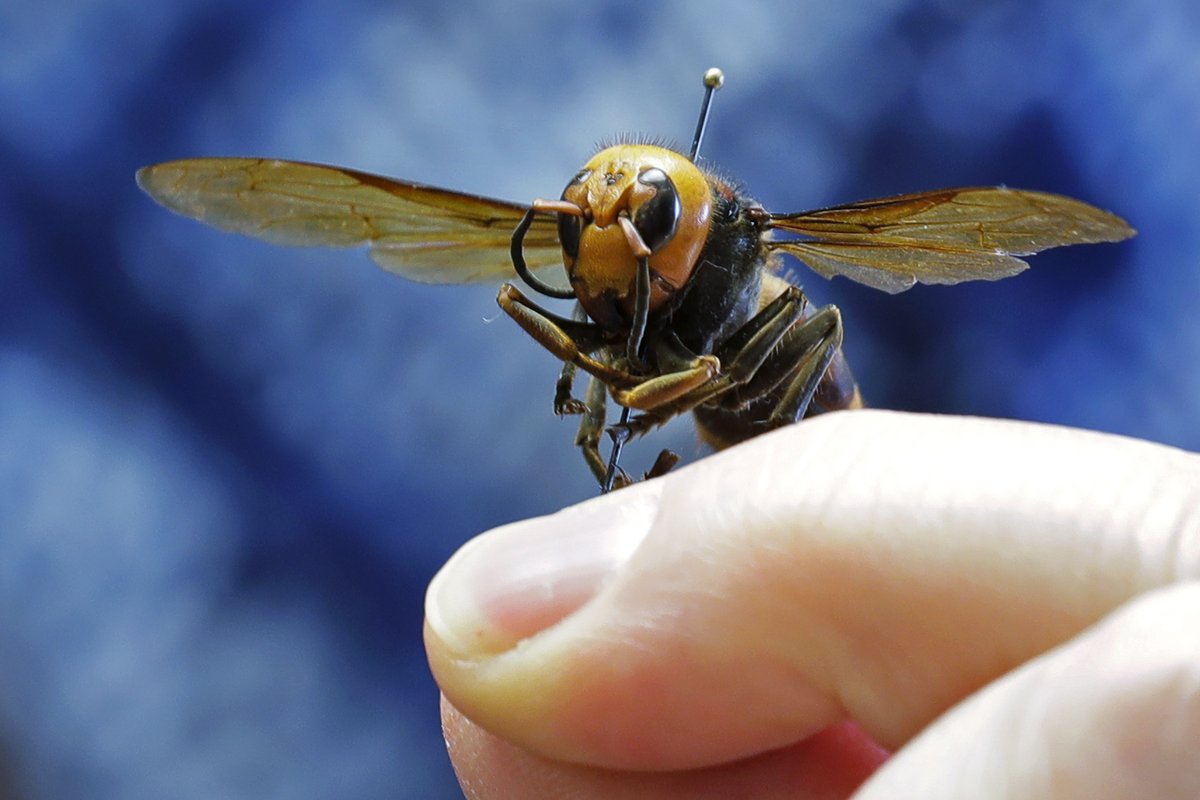 CGTNFrancais's tweet photo. Le #VespaMandarinia, ou #frelon géant, dont la piqûre peut être mortelle pour un homme adulte, vient d'être repéré pour la première fois aux #ÉtatsUnis. Cet insecte #invasif, d'une longueur maximale de 5 cm, est un dangereux prédateur pour les #abeilles domestiques... (APimages) https://t.co/uzCDRSIX7u