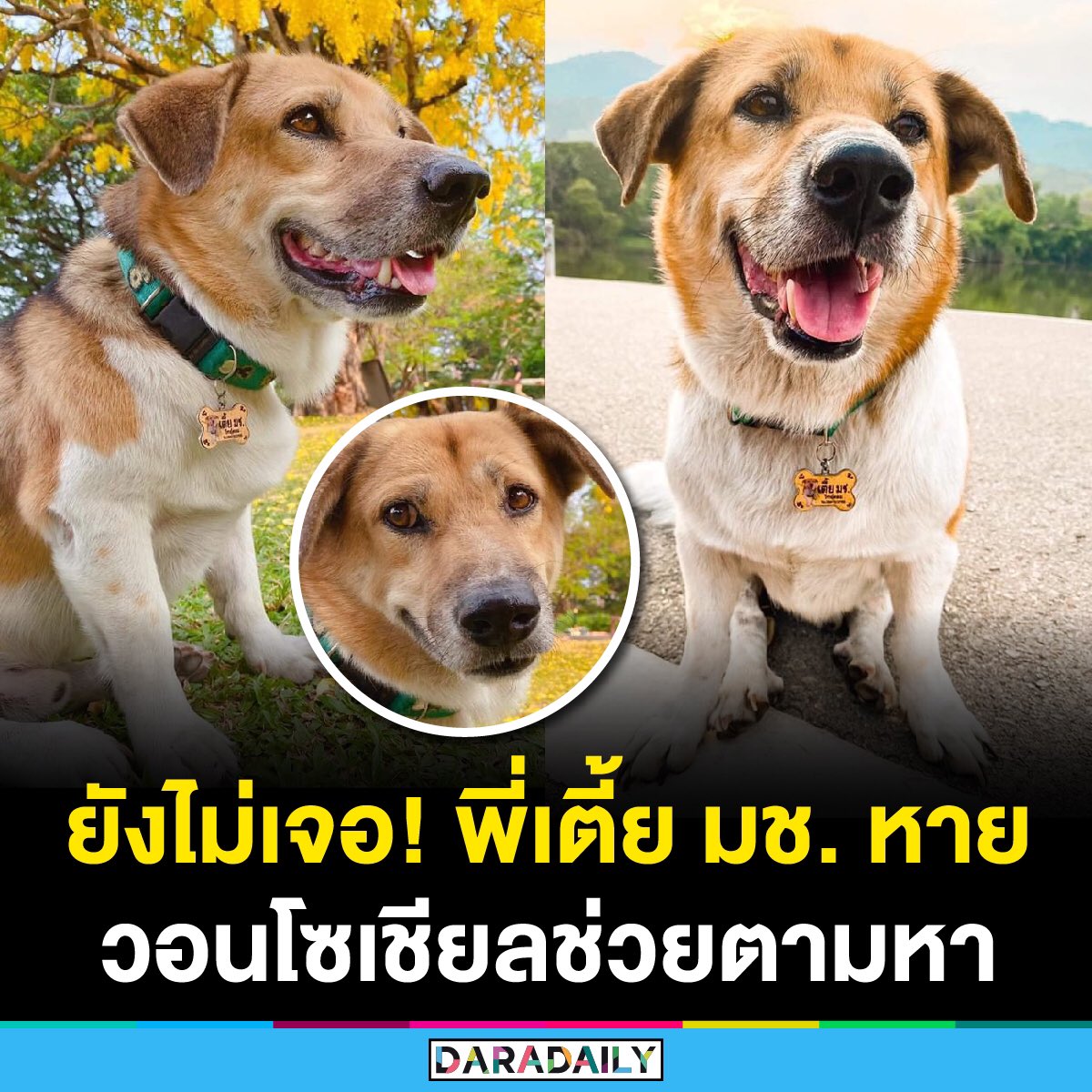 daradaily's tweet photo. ฮืออ ขอให้พี่เตี้ยปลอดภัย 😭 ��อนนี้ยังหาพี่เตี้ยไม่เจอ ใครเจอรบกวนติดต่อที่เบอร์ 086-921-2936 นะคะ

#daradaily #เตี้ยมช #ตามหาพี่เตี้ย https://t.co/omhBctZoKA